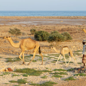 Tales of the Djibouti By Camille Massida